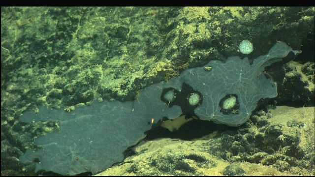 Possibly colonial tunicate on mysterious grey matter on basalt wall Picture