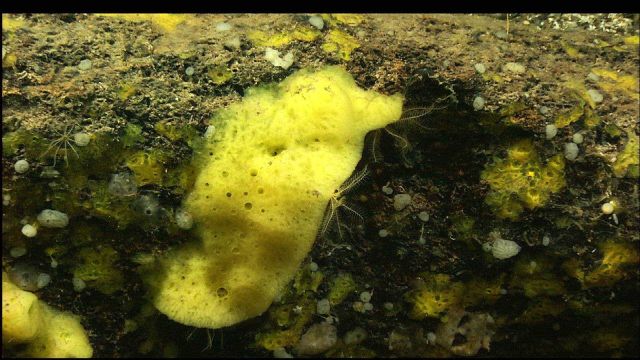Lovely sponge community with crinoids on rock wall Picture