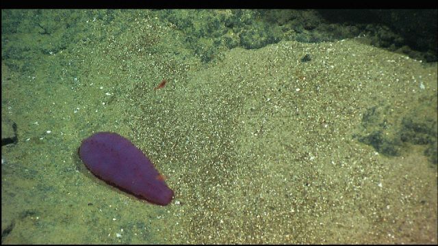 A weird purple holothurian (sea cucumber) Picture