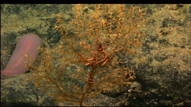 Pink translucent holothurian (sea cucumber) with Paramuricea octocoral with single brittle star wrapped in branches Picture