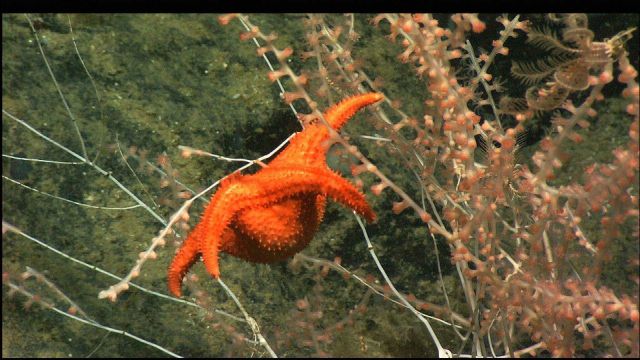 A large red starfish seemingly defying laws of physics in delicate coral branches - a Hippasteria sea star chewing on bamboo coral Picture