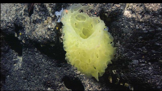 A large yellow sponge (Farria sp.) from Lyman Seamount Picture