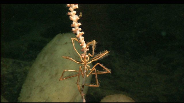 Pycnogonid sea spider clinging to bamboo whip coral with white vase sponge in background Picture