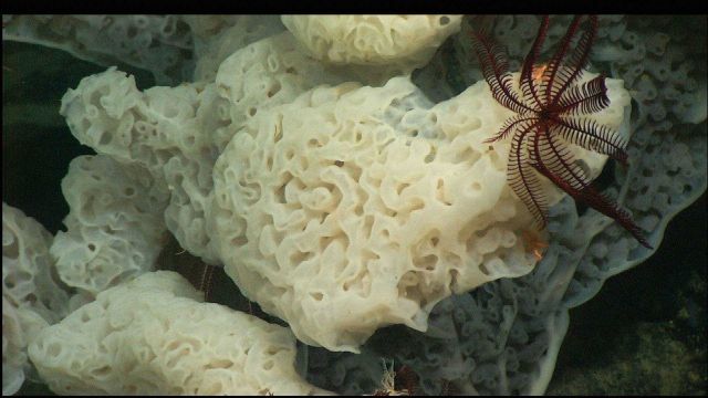 Cranberry crinoids hang out on the surface of large white sponge. Picture