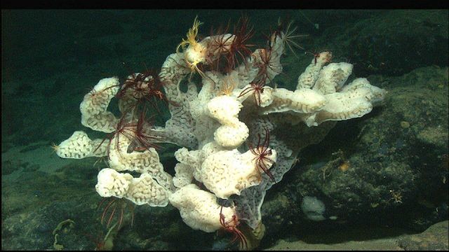 Cranberry crinoids and golden crinoids hang out on the surface of large white sponge. Picture
