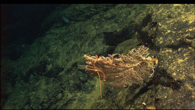 Candidella with brittle star Picture