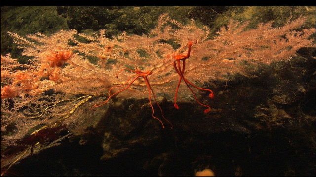 Candidella with brittle stars with legs hanging down to filter feed Picture