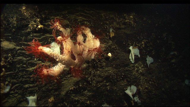 Cranberry crinoids on white sponge Picture