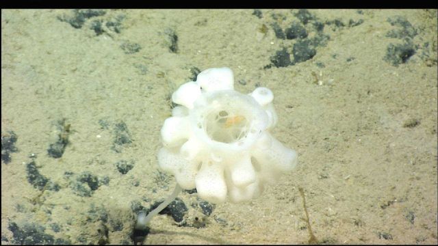 A glass sponge, referred to as a 