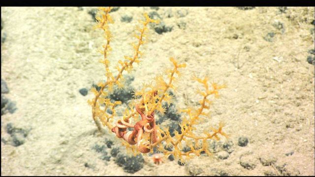 The gorgonian octocoral Paramuricea with a brittle star wrapped in its branches. Picture