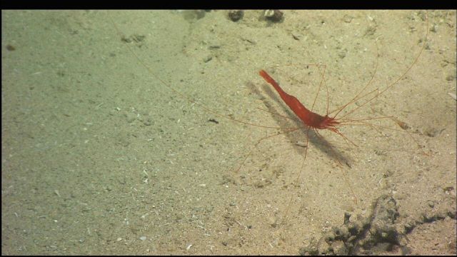 A red shrimp on a sandy bottom Picture