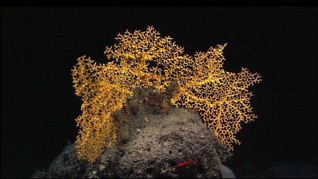 A boulder crowned with a golden stony coral (Scleratinia) Enallopsammia rostrata at 1485 meters depth on Yakutat Seamount Picture