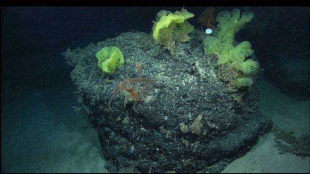 A pink branched 'bottlebrush' black coral shares a knoll with feather-like, orange black corals (Bathypathes), large yellow sponges, and a stalked gla Picture