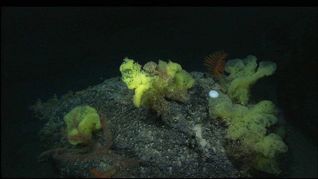 A pink branched 'bottlebrush' black coral shares a knoll with feather-like, orange black corals (Bathypathes), large yellow sponges, and a stalked gla Picture