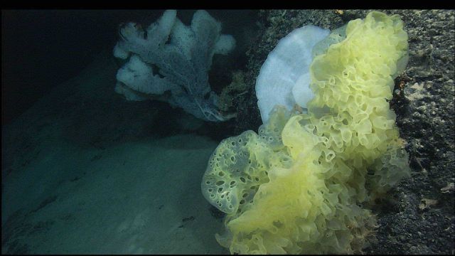 Three large sponges attached to the side of an outcropping boulder. Picture