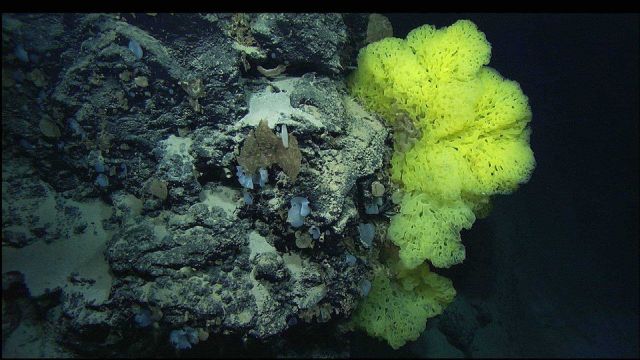 A cliff face covered with in many different types of sponges. Picture