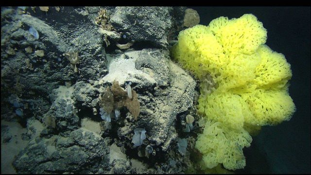 A cliff face covered with in many different types of sponges. Picture