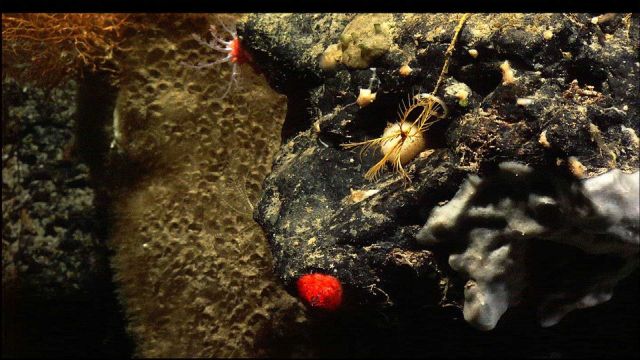 A variety of life forms adorn a vertical rock face. Picture
