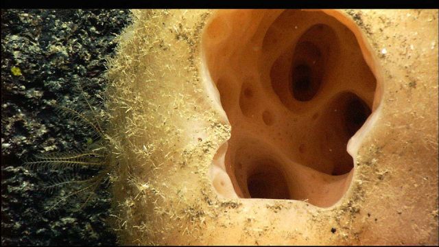 A large brownish white sponge close-up. Picture