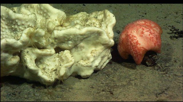 A white sponge with a robust very short-legged red sea star. Picture