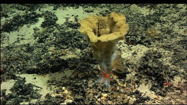 A lumpy appearing vase sponge with brittle star . Picture