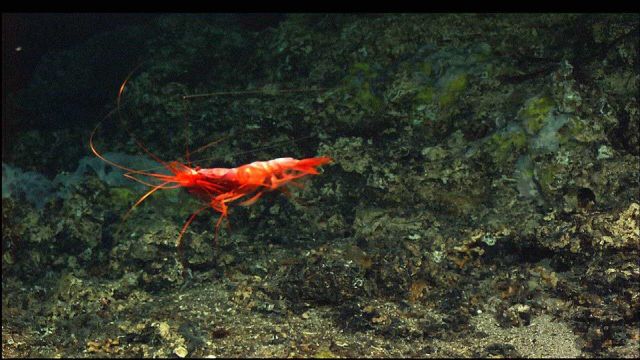A large red shrimp swimming Picture