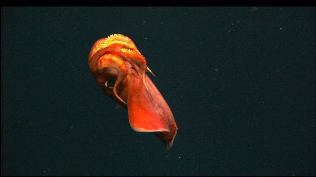 Cuttlefish Picture
