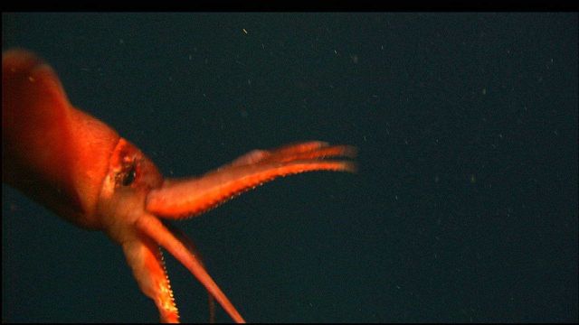 Cuttlefish Picture