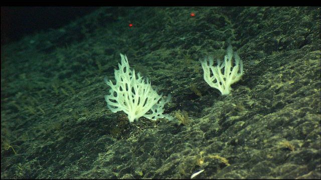 Two delicate sponges grow from an old lava flow at 1960 meters depth. Picture
