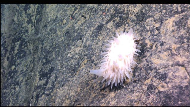 A white holothurian? crawling on a rock wall. Picture