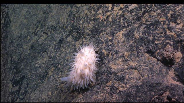 A white holothurian? crawling on a rock wall. Picture