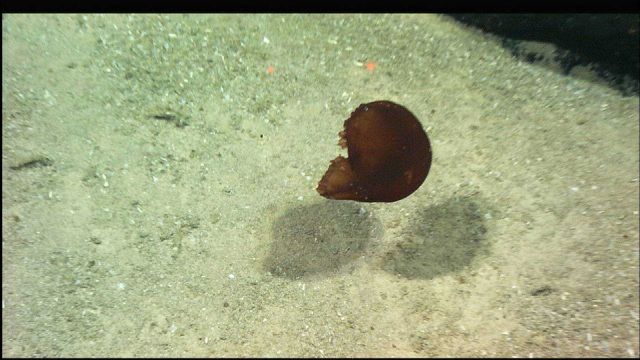 A dancing holothurian (sea cucumber) Picture