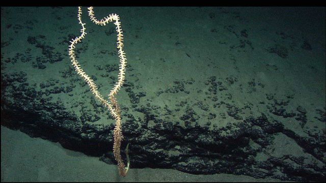 A bamboo whip coral attached to a rock ledge. Picture