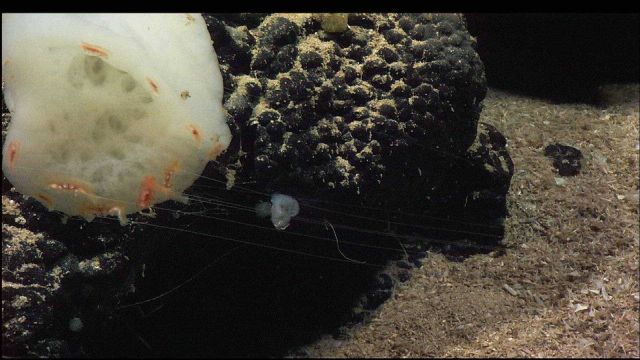 White sponge and cnidarian with 