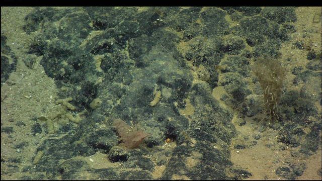 Brown holothurian (sea cucumber) on rock outcrop Picture