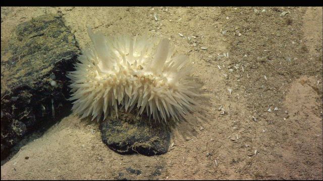 A white holothurian? Picture