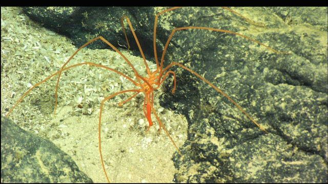 A closeup of a pycnogonid sea spider. Picture