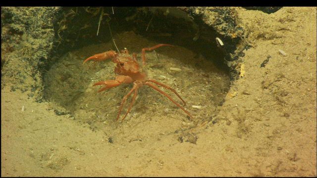 A red crab in a defensive position in an odd round hole in the rock outcrop. Picture