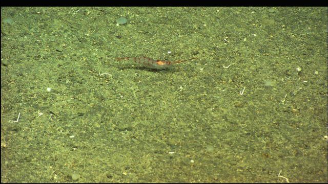 A red-banded shrimp on the seafloor. Picture