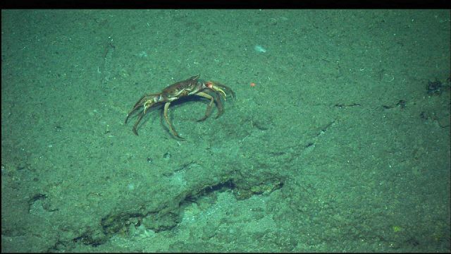 A crab on a rock outcrop. Picture