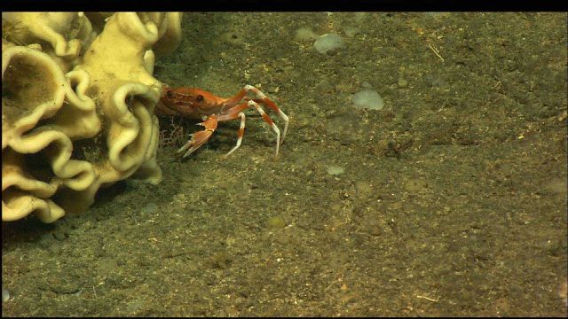 A red and white crab taking cover behind a white sponge. Picture