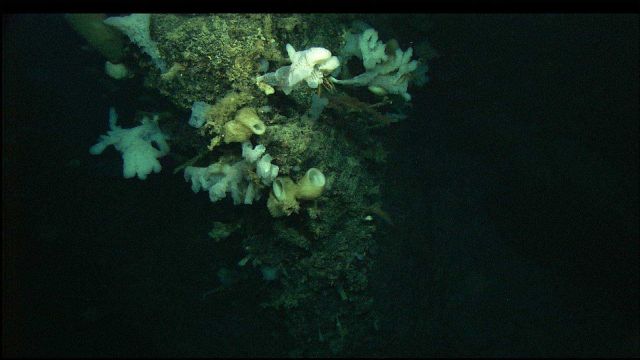 A beautiful assemblage of white sponges on a vertical rock face. Picture