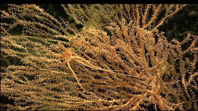 Candidella sp Picture