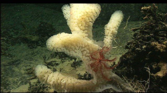 A beautiful white sponge with a cranberry crinoid Picture