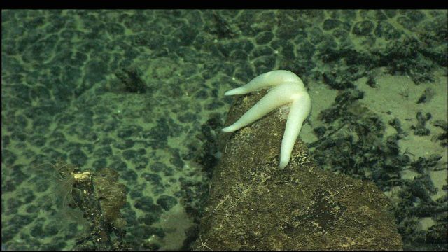 A white sea star draped over a boulder. Picture