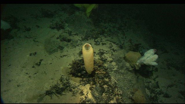 A variety of sponges. Picture