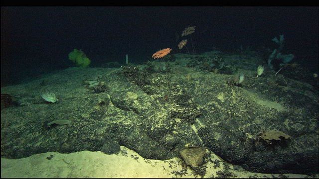 Parasol corals (Metallogorgia sp.) and sponges Picture