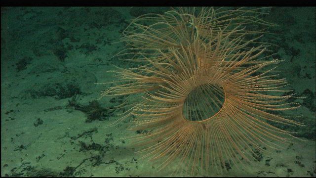 A beautiful Iridogorgia sp. Picture
