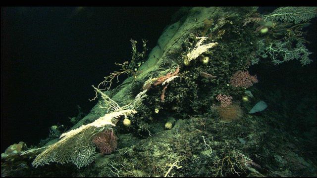 Looking down on numerous corals, sponges, and other species. Picture