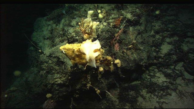 Sponges, corals,and what appears to be broken dead corals on sea floor. Picture